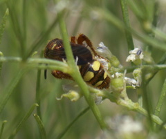 Colpa octomaculata