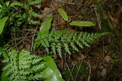 Asplenium appendiculatum appendiculatum