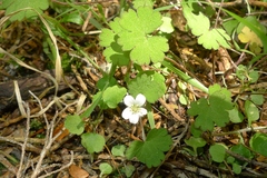 Geranium microphyllum