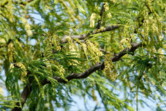 Prosopis alba