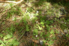 Geranium microphyllum