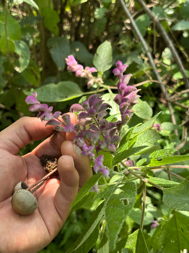 Irazu Volcano Sage (Salvia lasiantha)