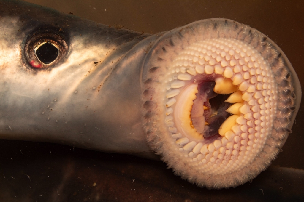 Chilean Lamprey
