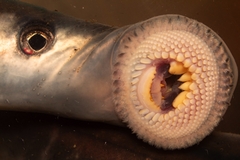 Chilean Lamprey photo 1