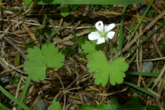 Geranium microphyllum