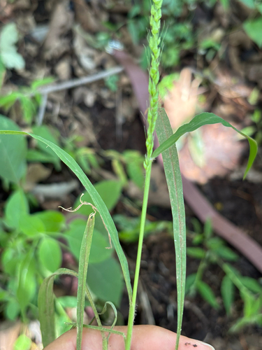 Eared False Foxtail (Setariopsis auriculata)