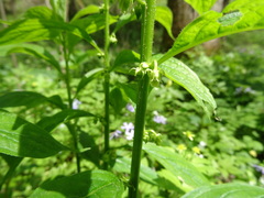 Hybanthus concolor