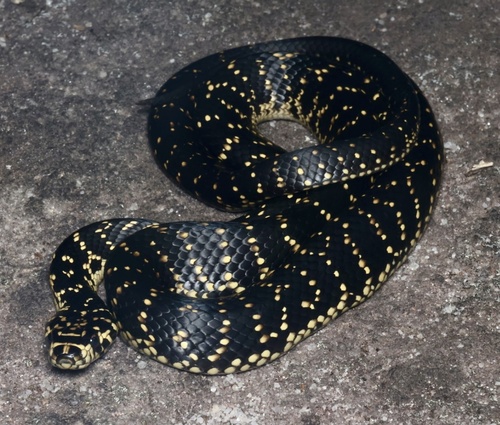 Broad-headed Snake sighting