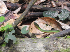 Erythrolamprus typhlus