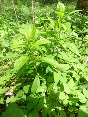 Hybanthus concolor