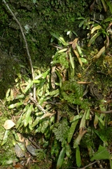 Notogrammitis ciliata