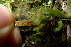 Notogrammitis ciliata