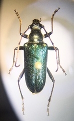Anthophylax viridis