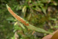 Notogrammitis ciliata