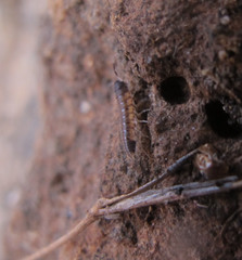 Rhyscotus sphaerocephalus