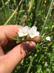 Epilobium pallidiflorum