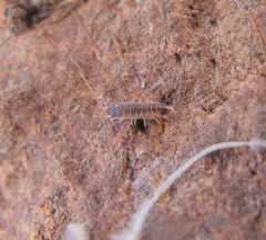 Rhyscotus sphaerocephalus