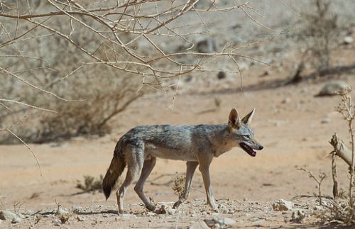 African Wolf
