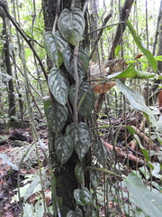 Philodendron brandtianum