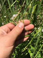 Epilobium pallidiflorum
