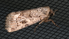 Spodoptera umbraculata
