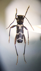 Neoclytus muricatulus