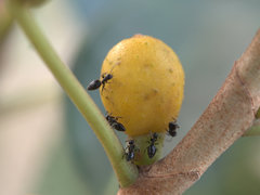 Technomyrmex jocosus