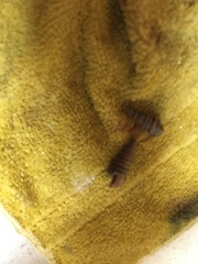 Cerithideopsis californica