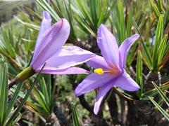 Vellozia compacta