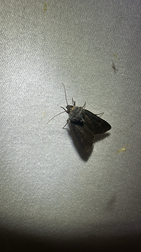Fleece-winged Dart (Euxoa velleripennis)