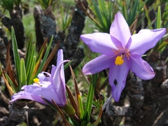 Vellozia compacta