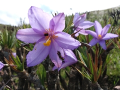 Vellozia compacta
