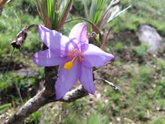 Vellozia compacta