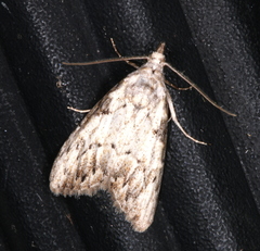 Nola pleurochorda