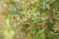 Muehlenbeckia sagittifolia