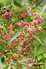 Muehlenbeckia sagittifolia