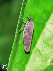 Curtara
