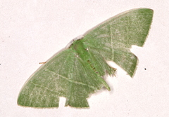 Urolitha bipunctifera