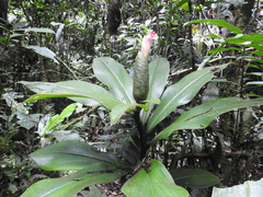 Costus amazonicus