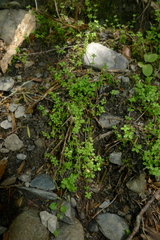 Galium propinquum