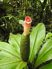 Costus amazonicus