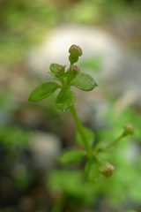 Galium propinquum