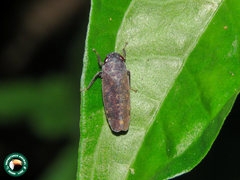 Curtara
