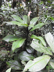 Costus amazonicus