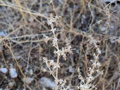 Galium stellatum eremicum