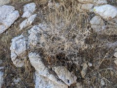 Galium stellatum eremicum