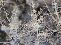 Galium stellatum eremicum