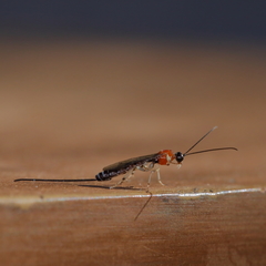 Calliephialtes grapholithae