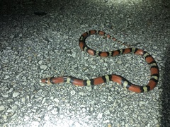 Cemophora coccinea coccinea