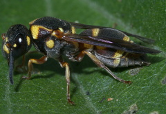 Stenodynerus propinquus